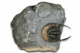 Gorgeous Scotoharpes Trilobite - Orange Headshield #354425-2